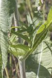 Dipsacus fullonum