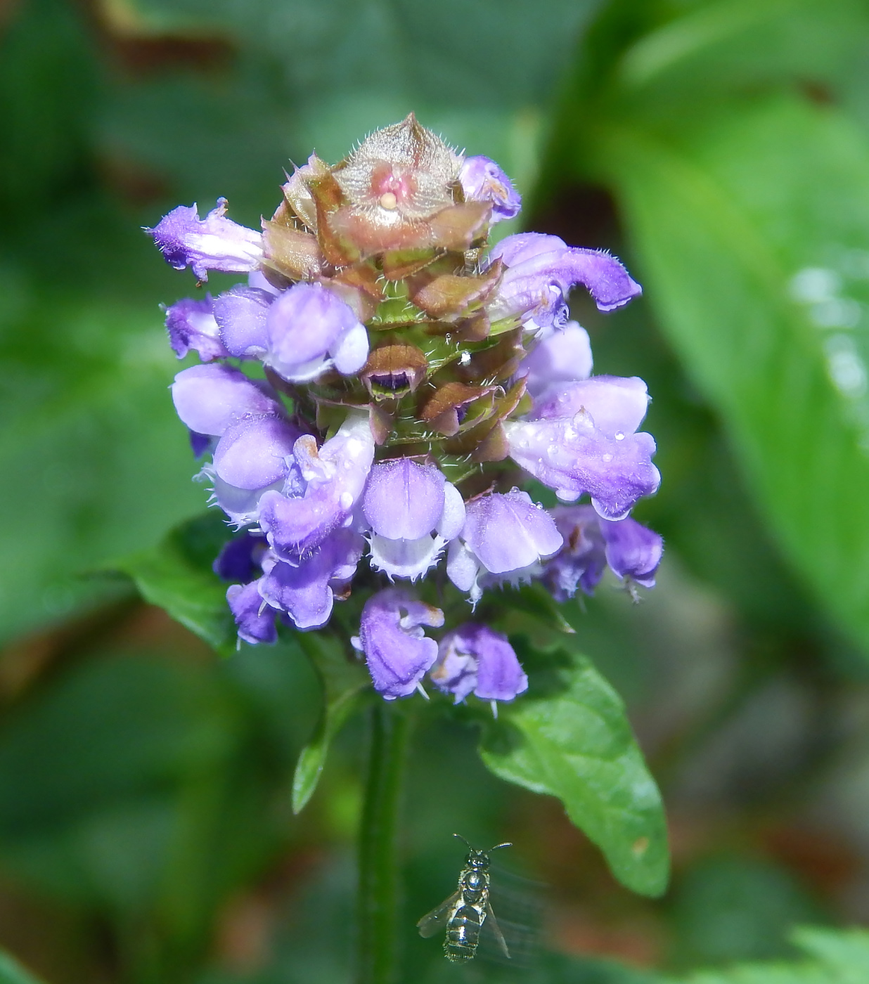 Image of Prunella vulgaris specimen.