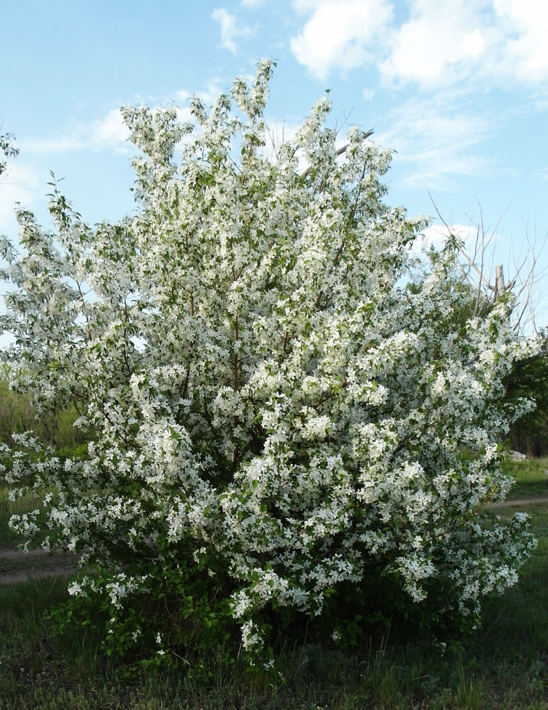 Изображение особи Malus baccata.