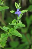 Scutellaria tuminensis