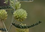 Astragalus globiceps