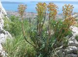 Euphorbia characias subspecies wulfenii