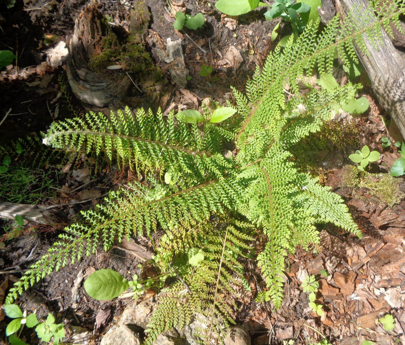 Изображение особи Polystichum setiferum.