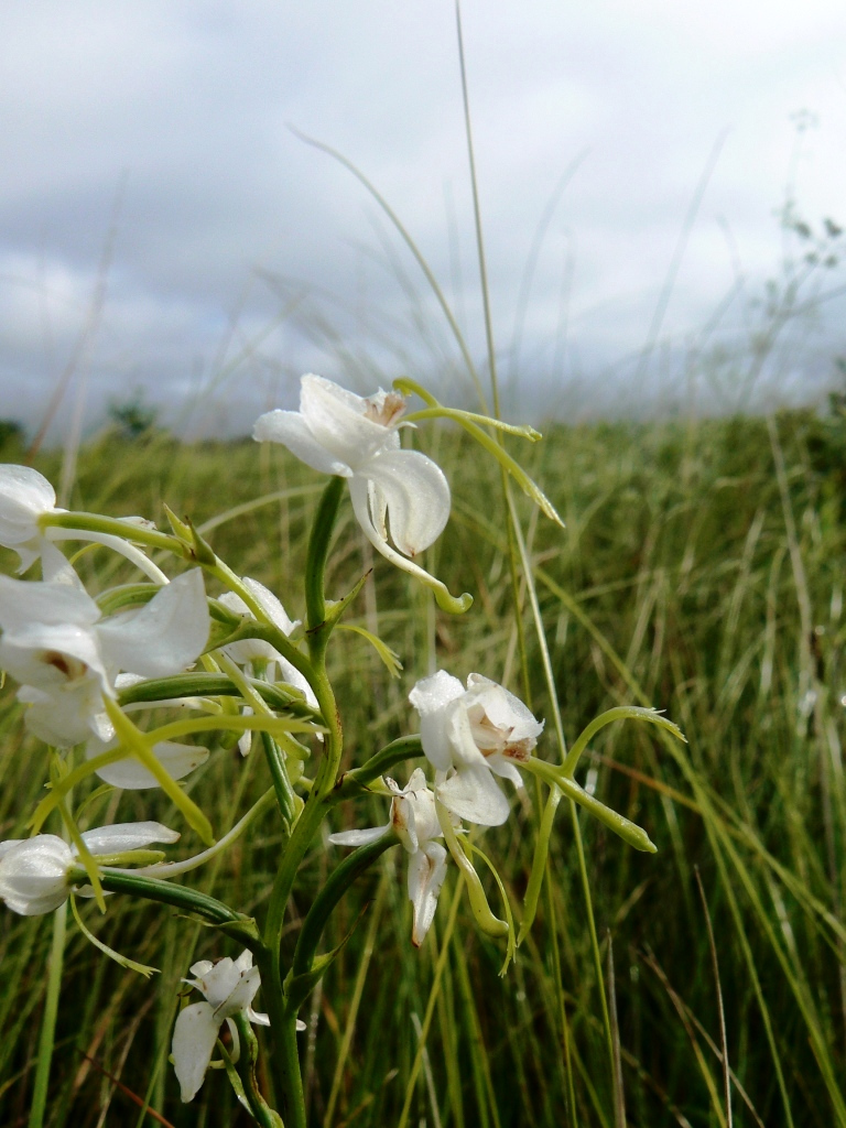 Image of Habenaria linearifolia specimen.