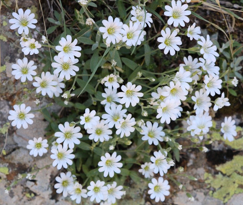 Image of genus Cerastium specimen.