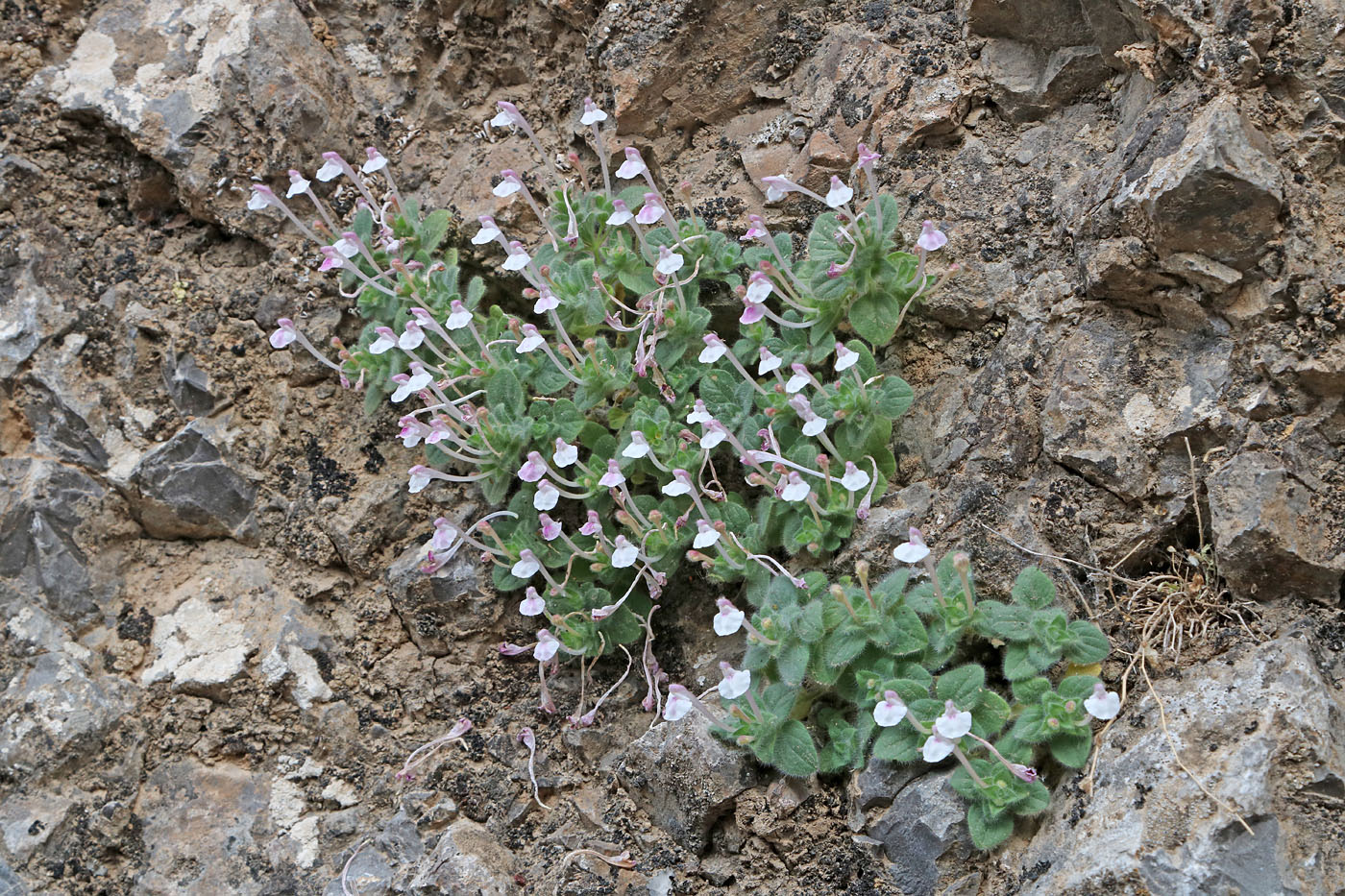 Изображение особи Scutellaria leptosiphon.