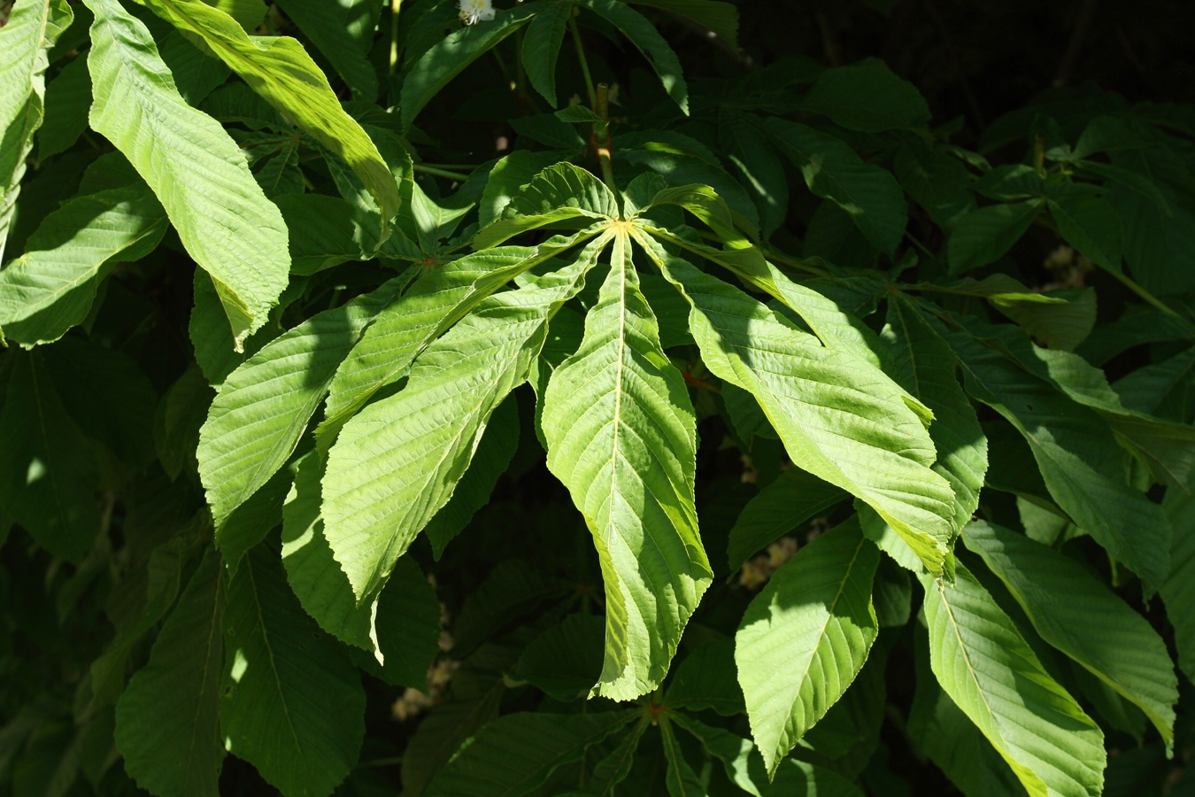 Image of Aesculus hippocastanum specimen.