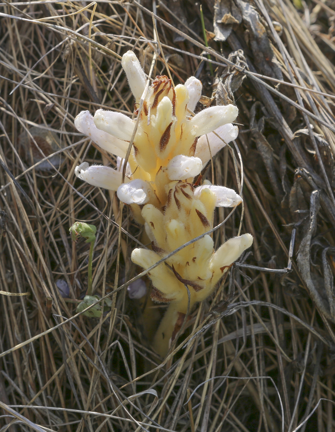 Image of Orobanche krylowii specimen.