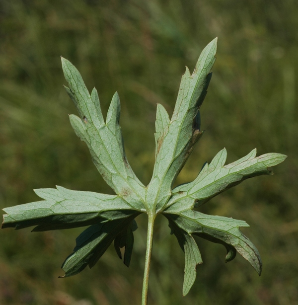 Image of Delphinium dictyocarpum specimen.