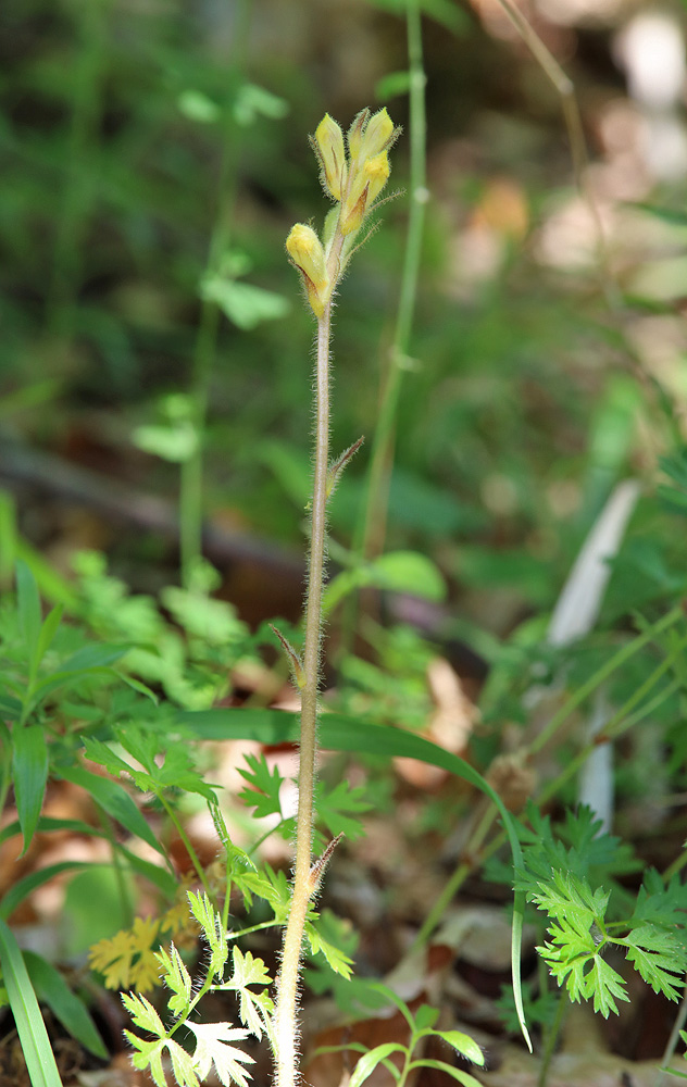 Image of Orobanche crenata specimen.