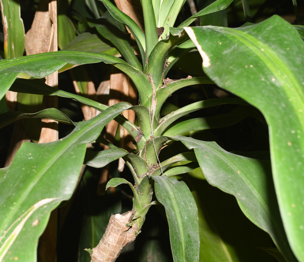 Image of Dracaena reflexa specimen.