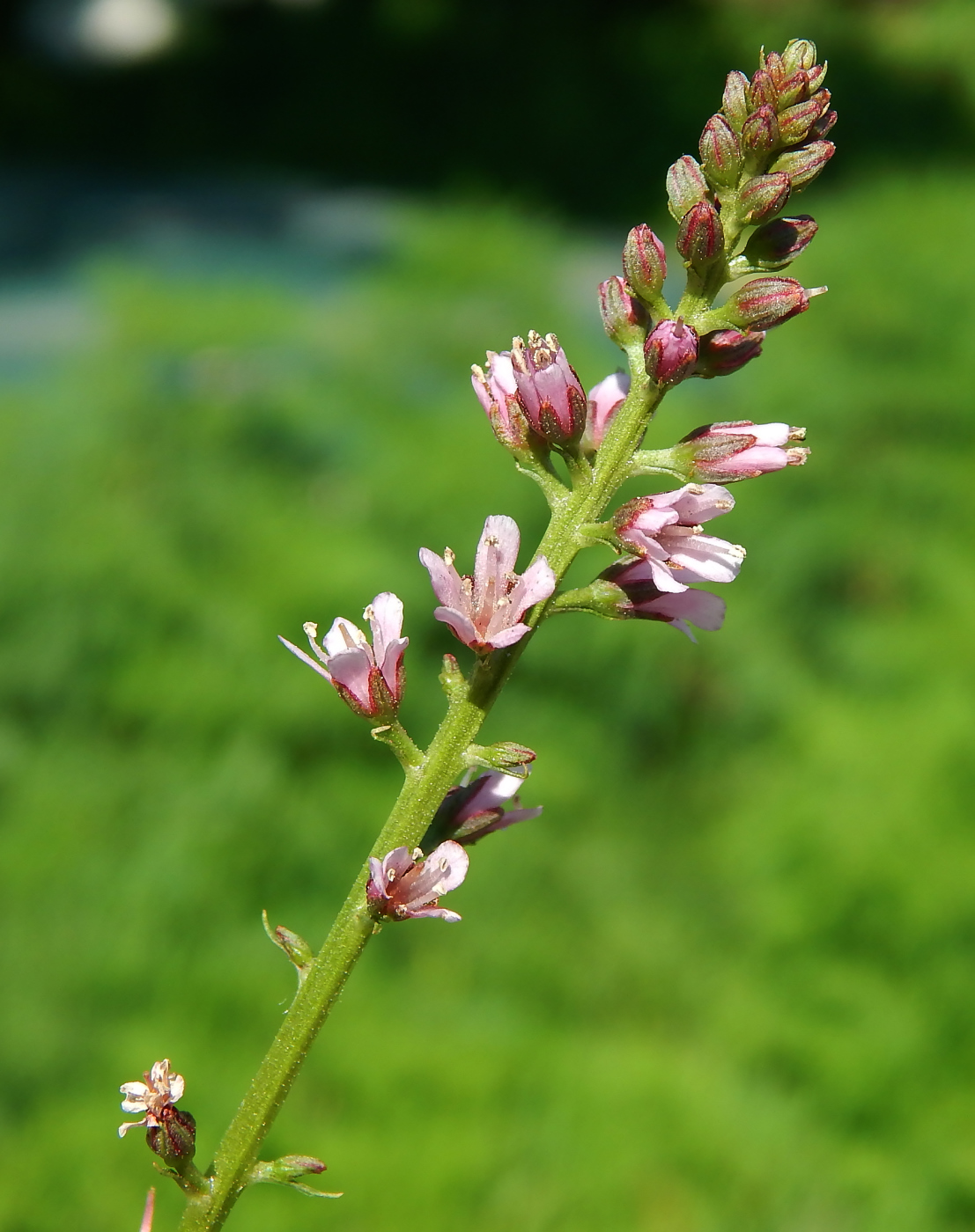 Изображение особи Lysimachia dubia.