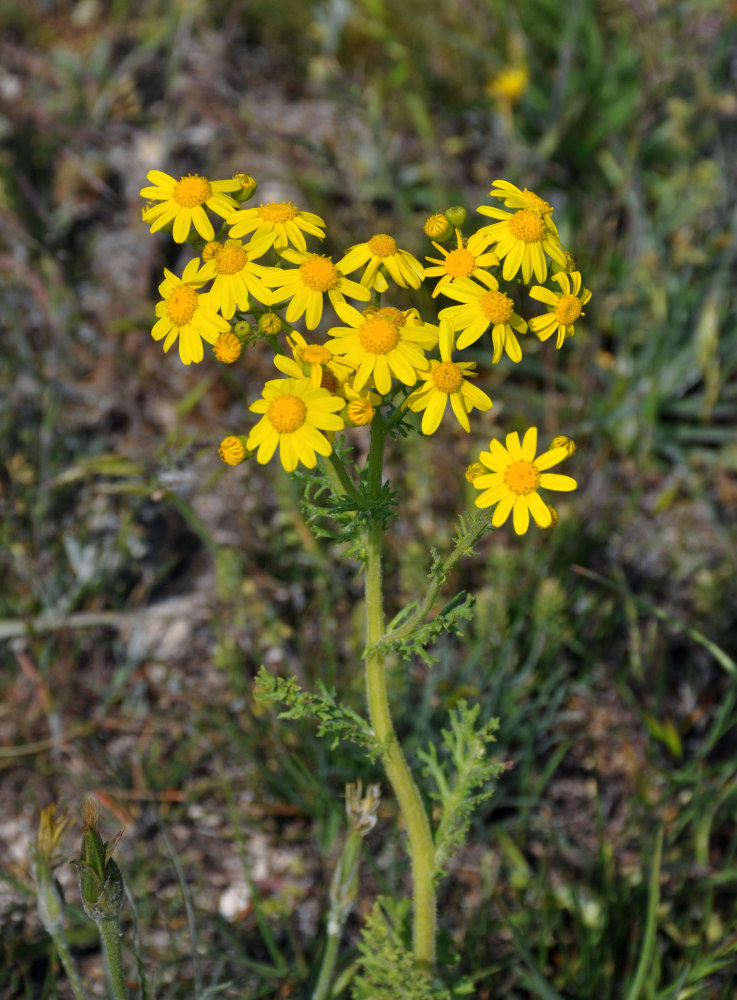 Изображение особи Senecio vernalis.