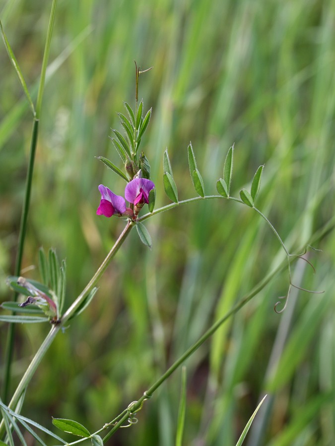 Image of Vicia angustifolia specimen.