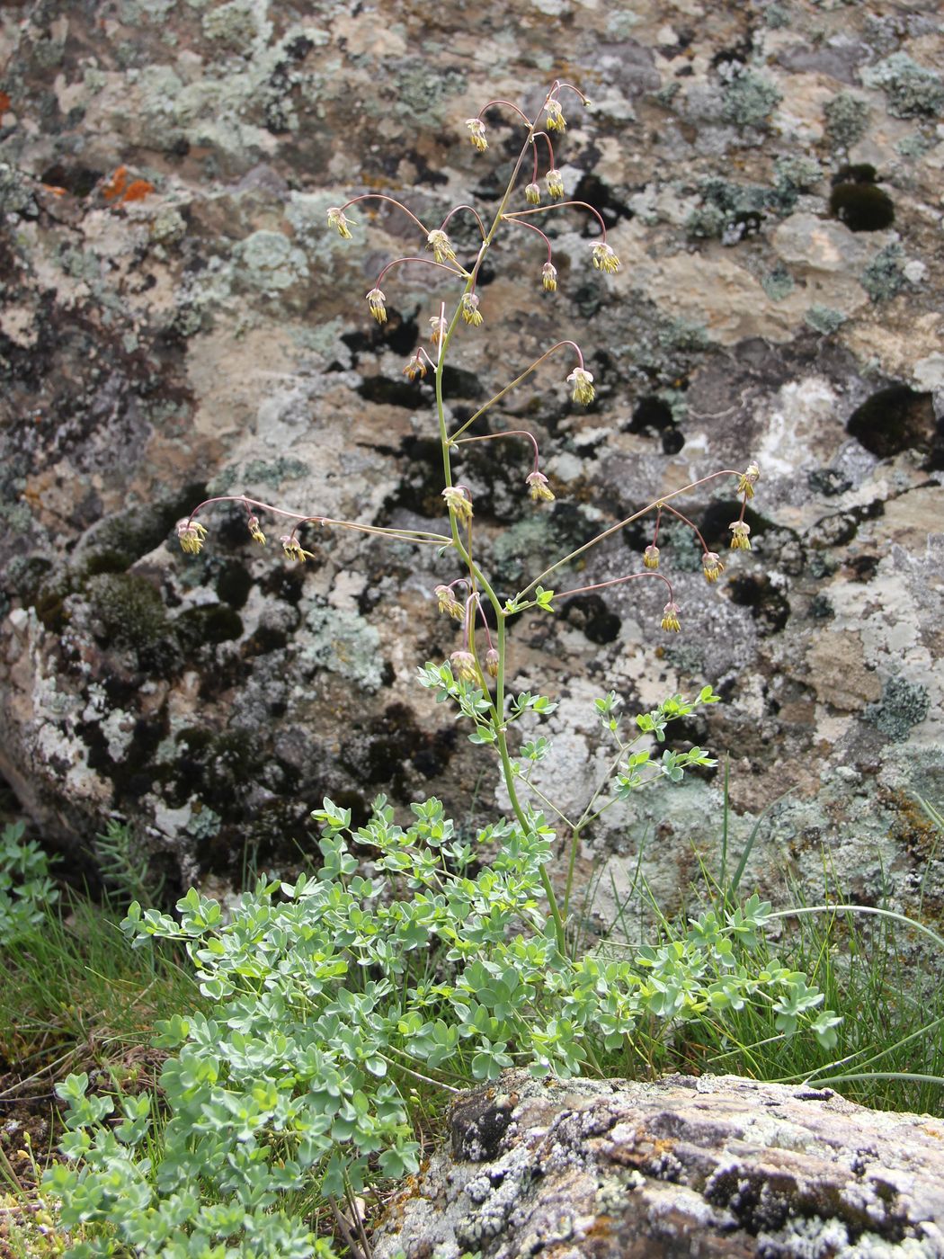 Image of Thalictrum isopyroides specimen.