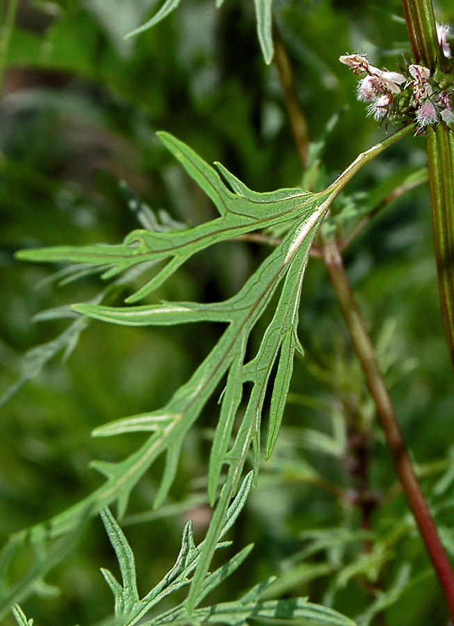 Image of Leonurus glaucescens specimen.