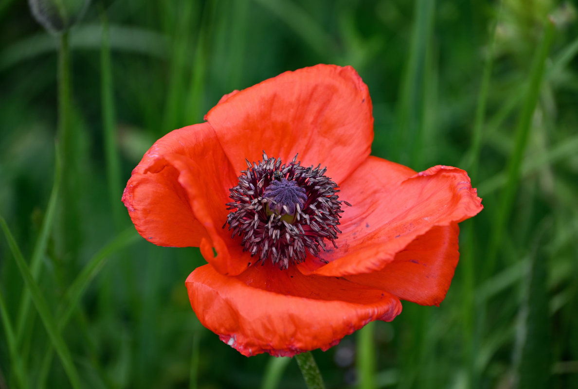 Изображение особи Papaver orientale.