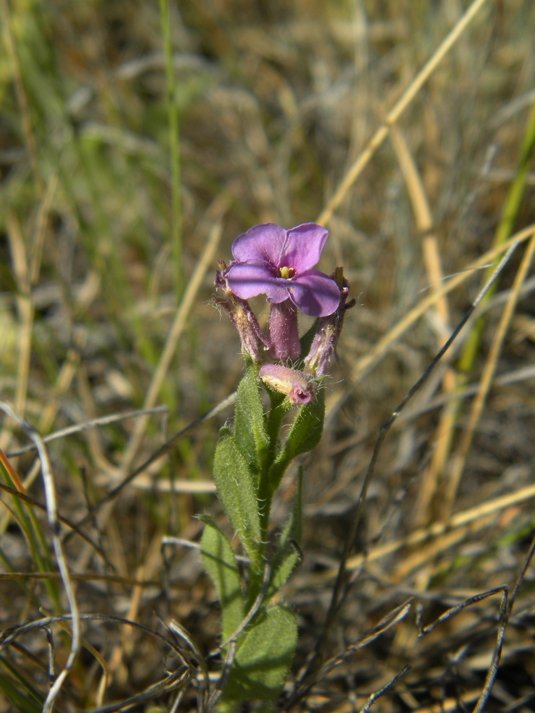 Image of Clausia aprica specimen.