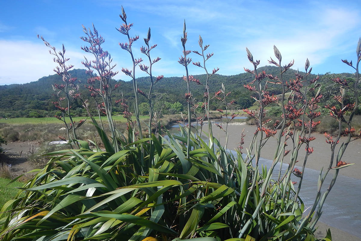 Image of Phormium tenax specimen.