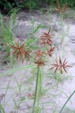 genus Cyperus. Соцветие. Ботсвана, р-н Кабо, заповедник \"Moremi Game\", окр. пос. Мореми. 12.01.2008.