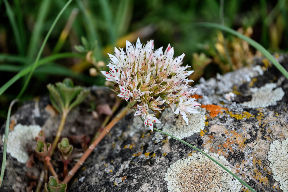 Изображение особи Sedum oppositifolium.