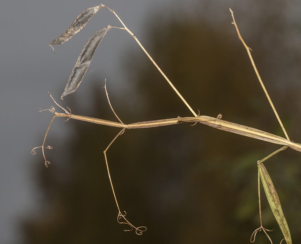 Image of Lathyrus sylvestris specimen.