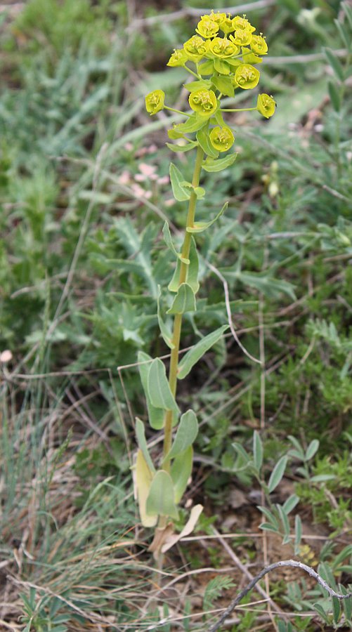 Изображение особи Euphorbia agraria.