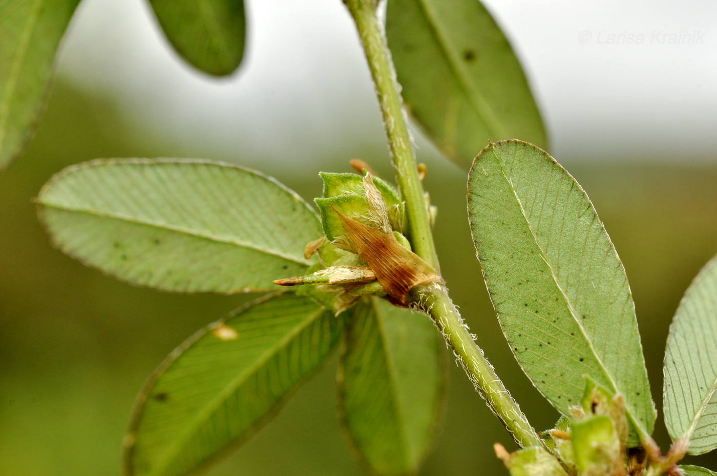 Image of Kummerowia striata specimen.