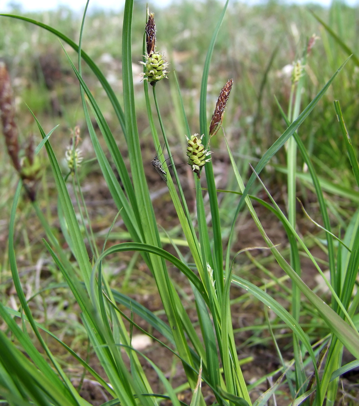 Изображение особи род Carex.