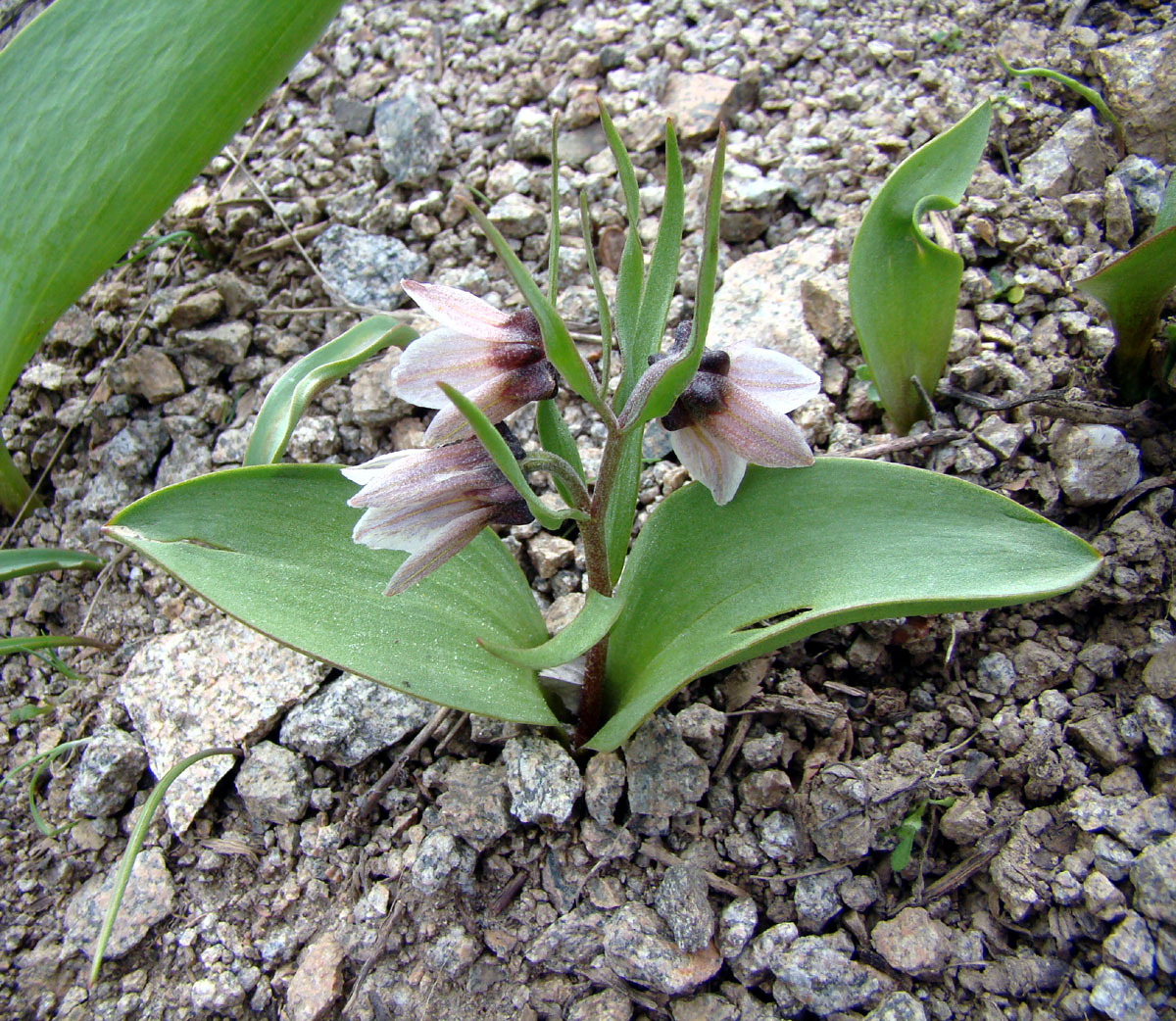 Изображение особи Rhinopetalum stenantherum.