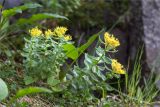 Rhodiola rosea. Цветущее растение. Мурманская обл., окр. пос. Дальние Зеленцы, берег ручья, луговина среди камней. 03.08.2022.