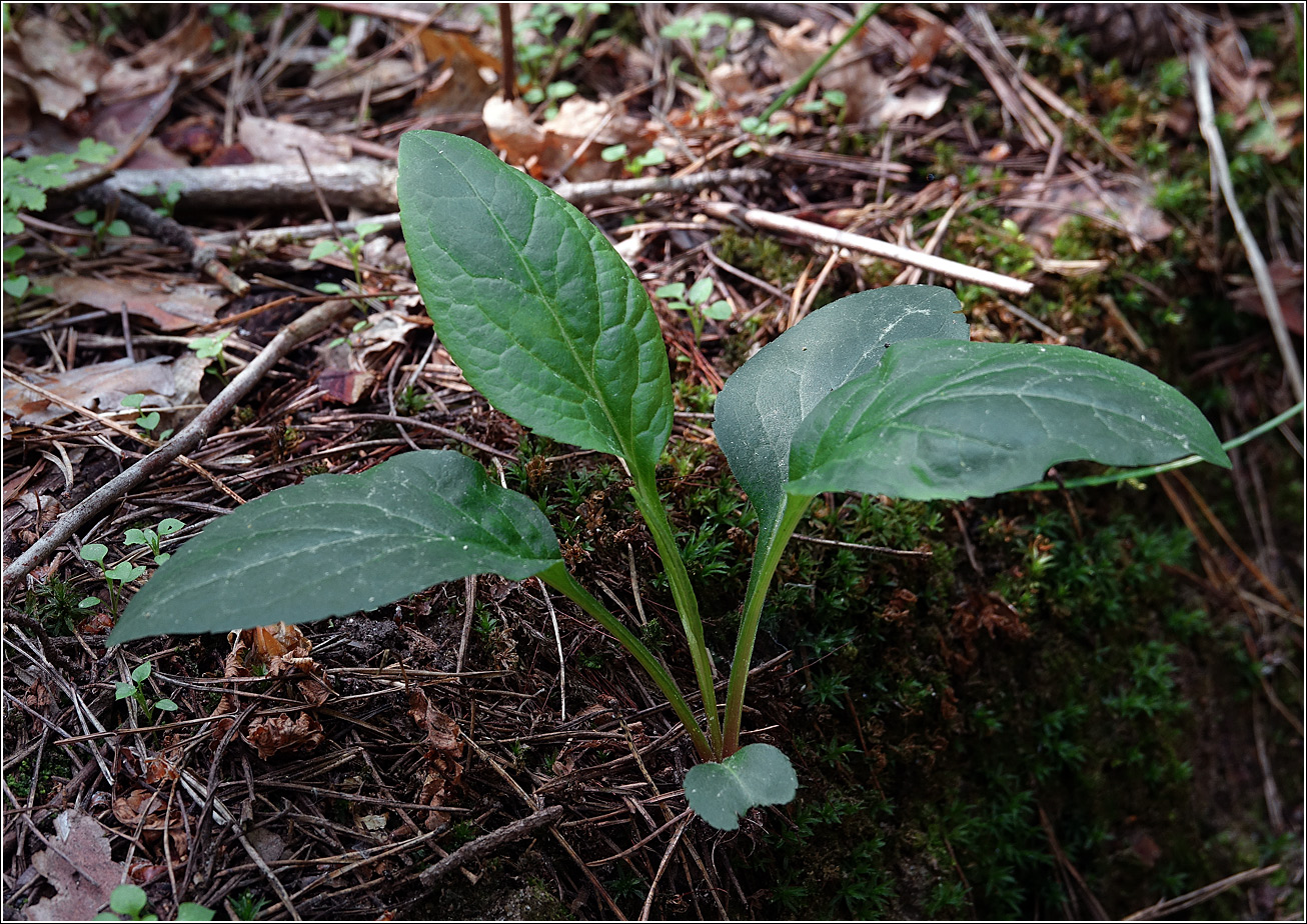 Image of Solidago virgaurea specimen.