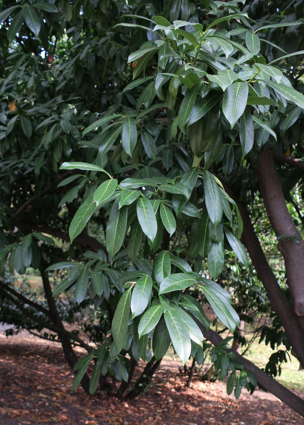 Image of Lauro-cerasus officinalis specimen.