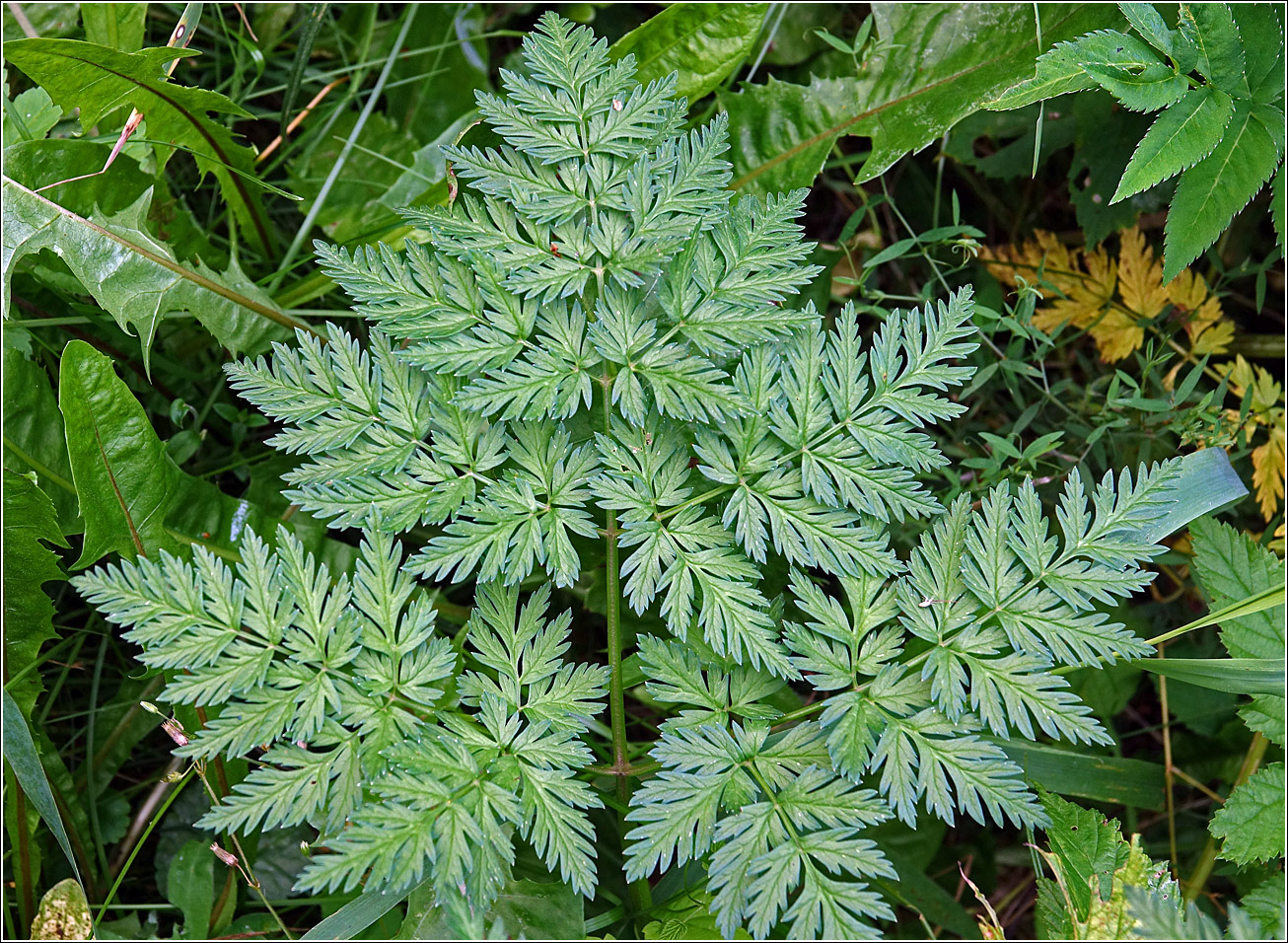 Изображение особи Anthriscus sylvestris.