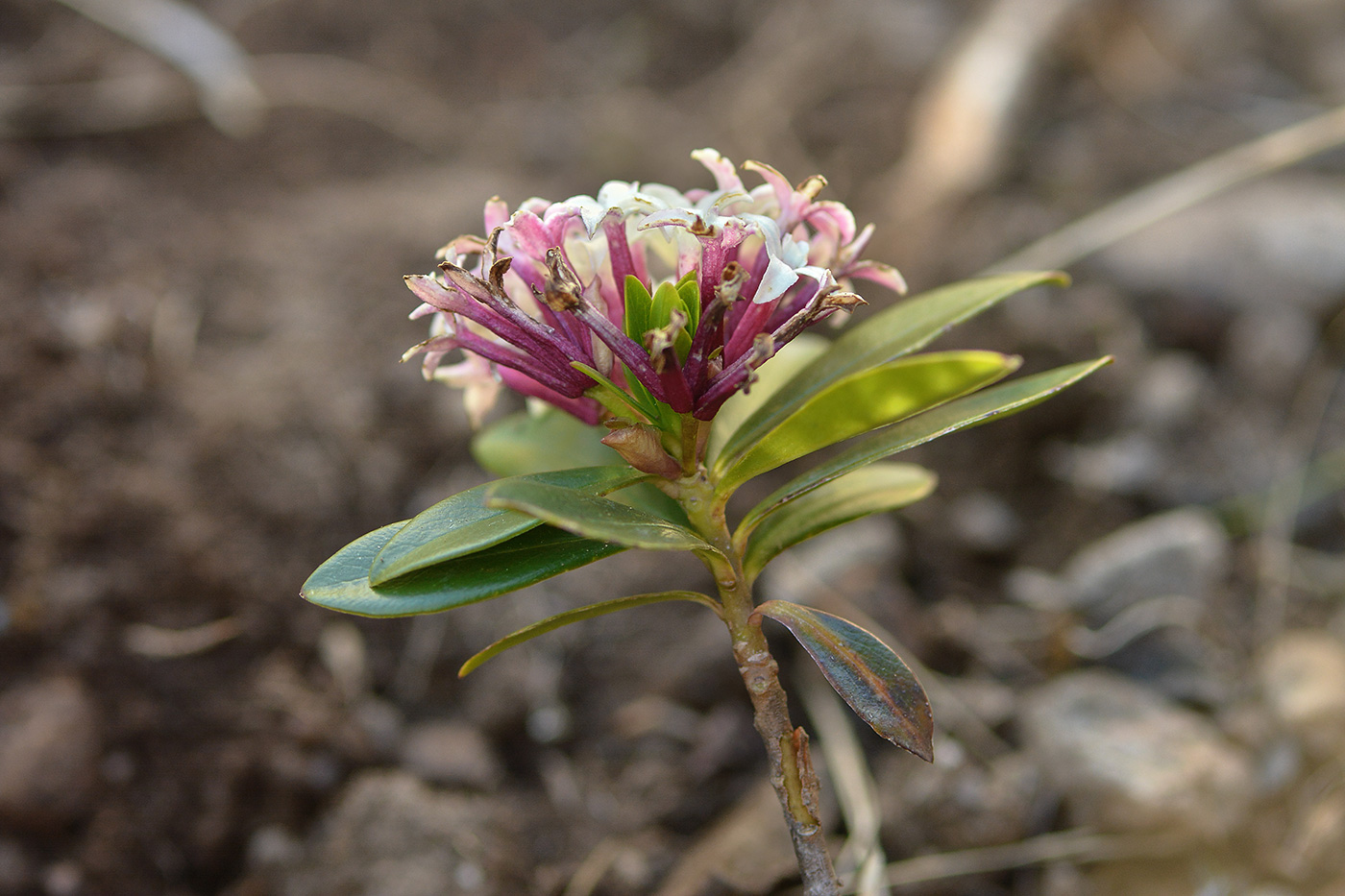 Изображение особи Daphne glomerata.