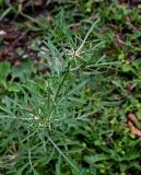 Centaurea iberica