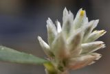 Gomphrena celosioides