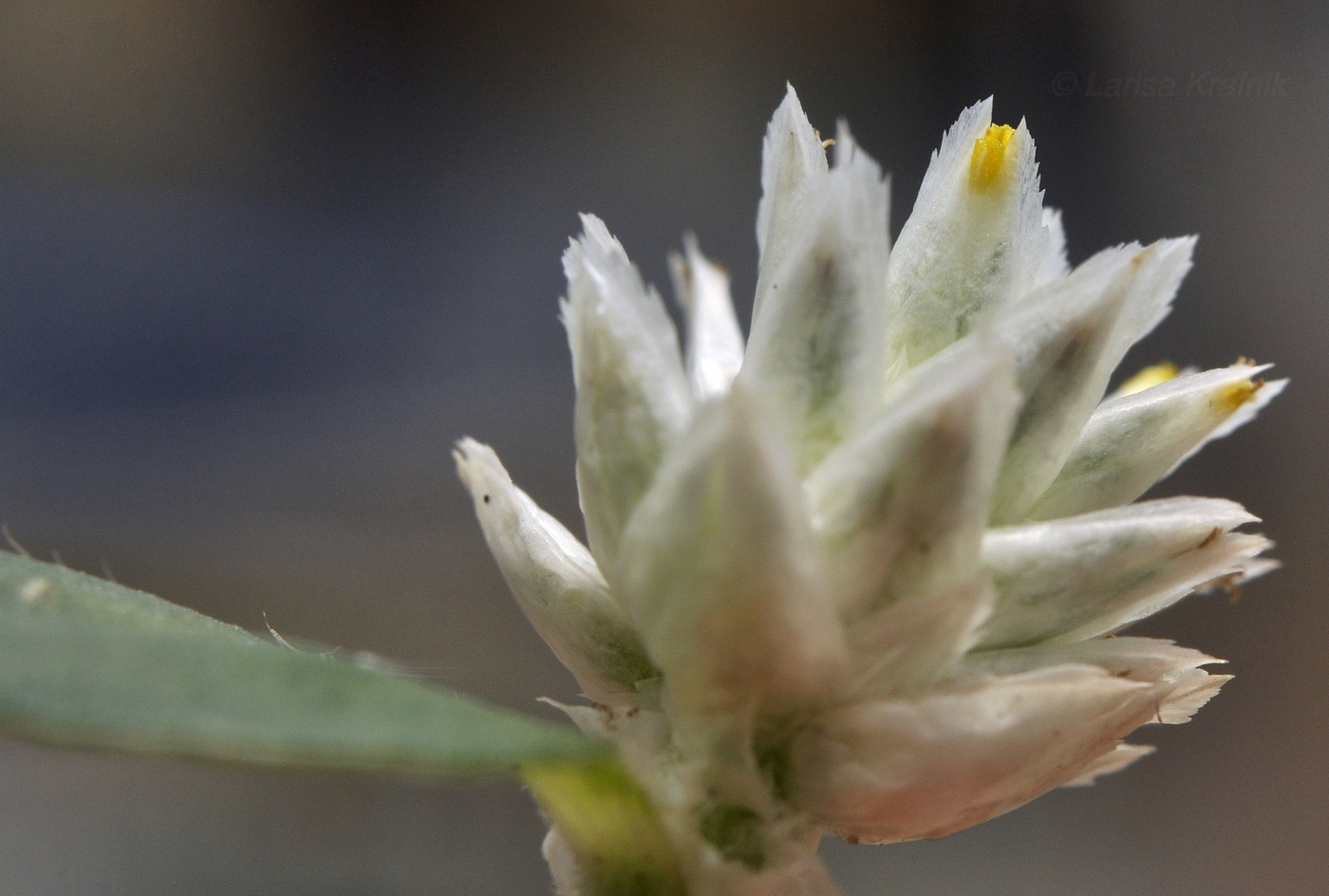 Изображение особи Gomphrena celosioides.