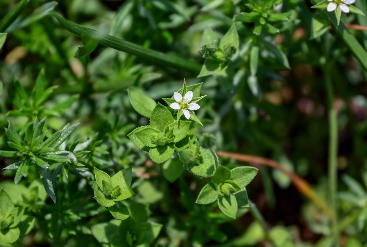 Image of Arenaria serpyllifolia specimen.