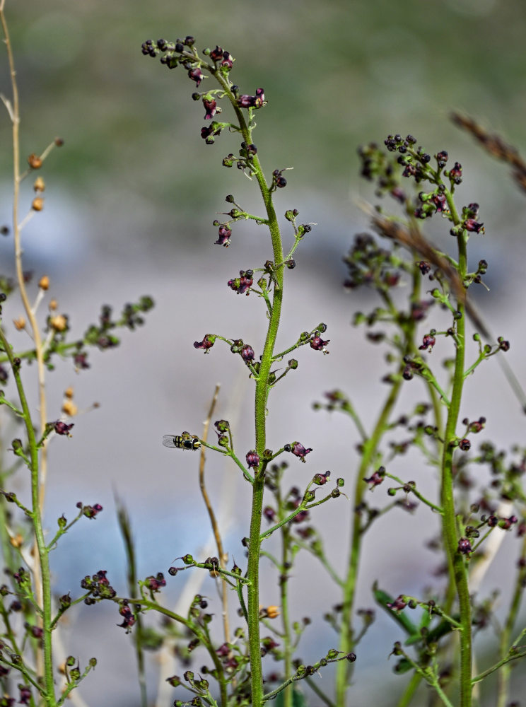 Изображение особи Scrophularia integrifolia.