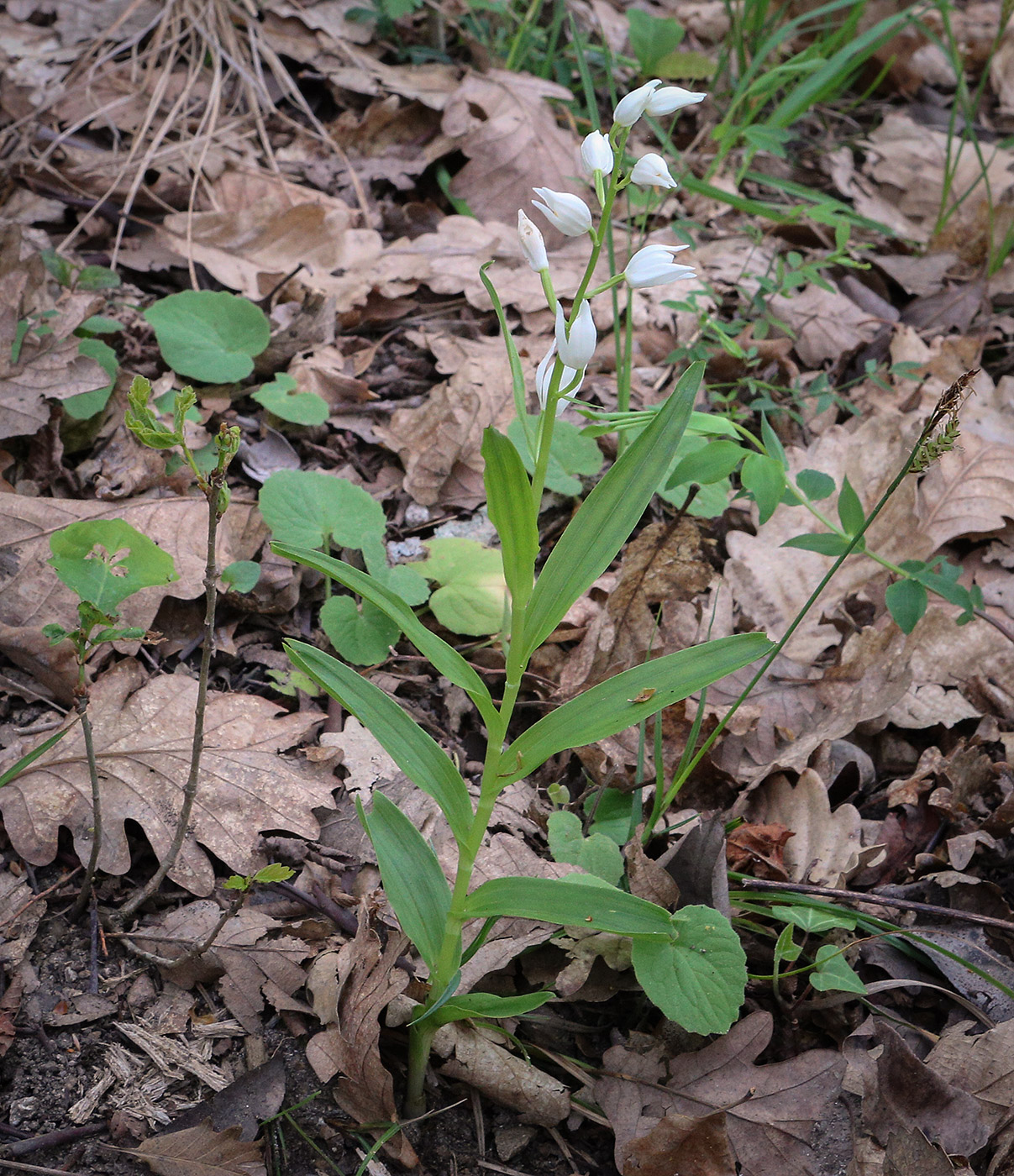 Изображение особи Cephalanthera longifolia.