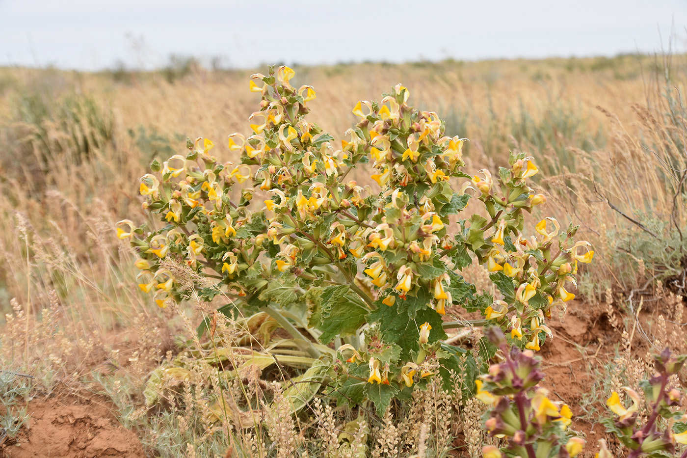 Image of Eremostachys tuberosa specimen.