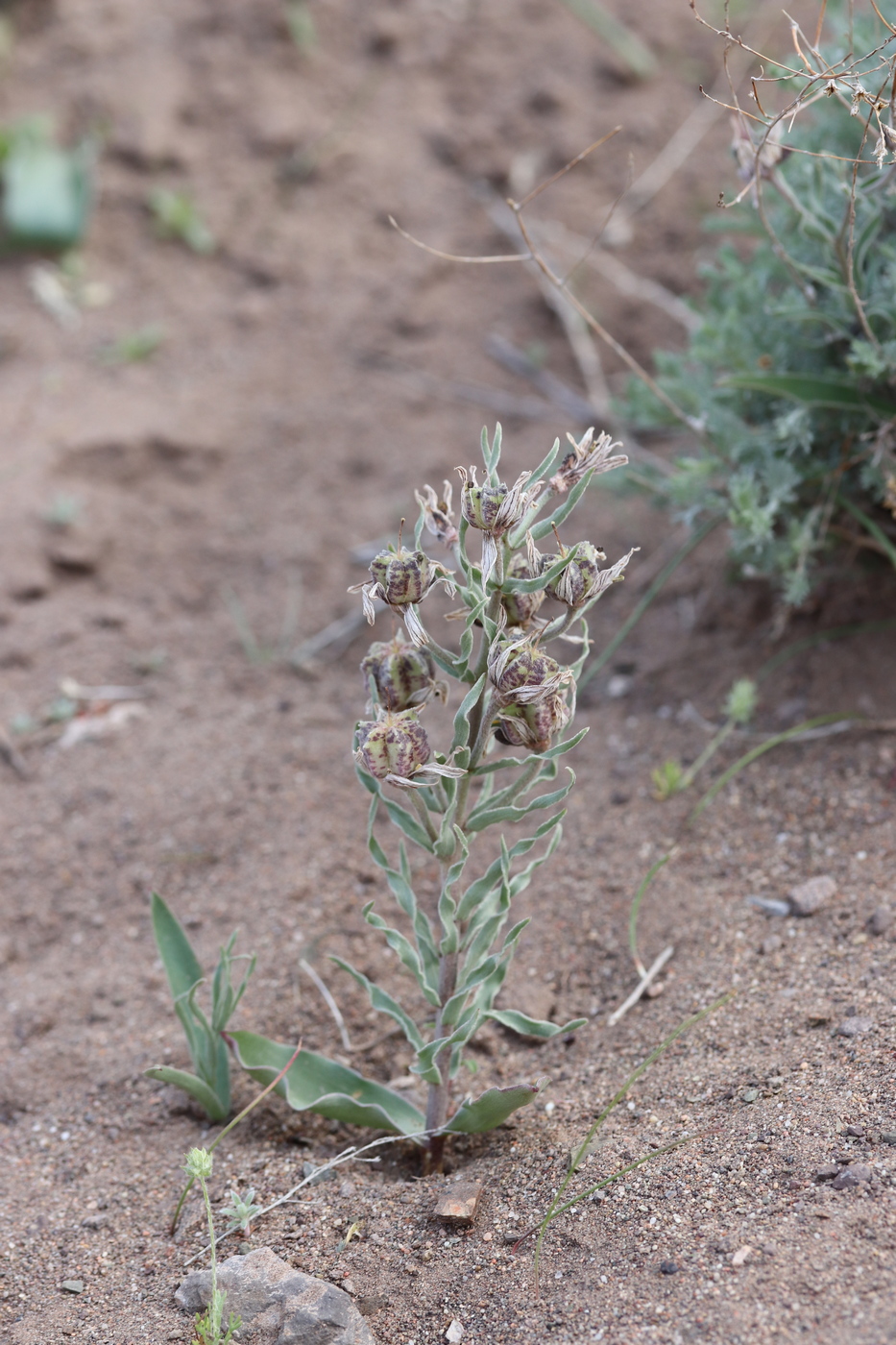 Image of Rhinopetalum karelinii specimen.