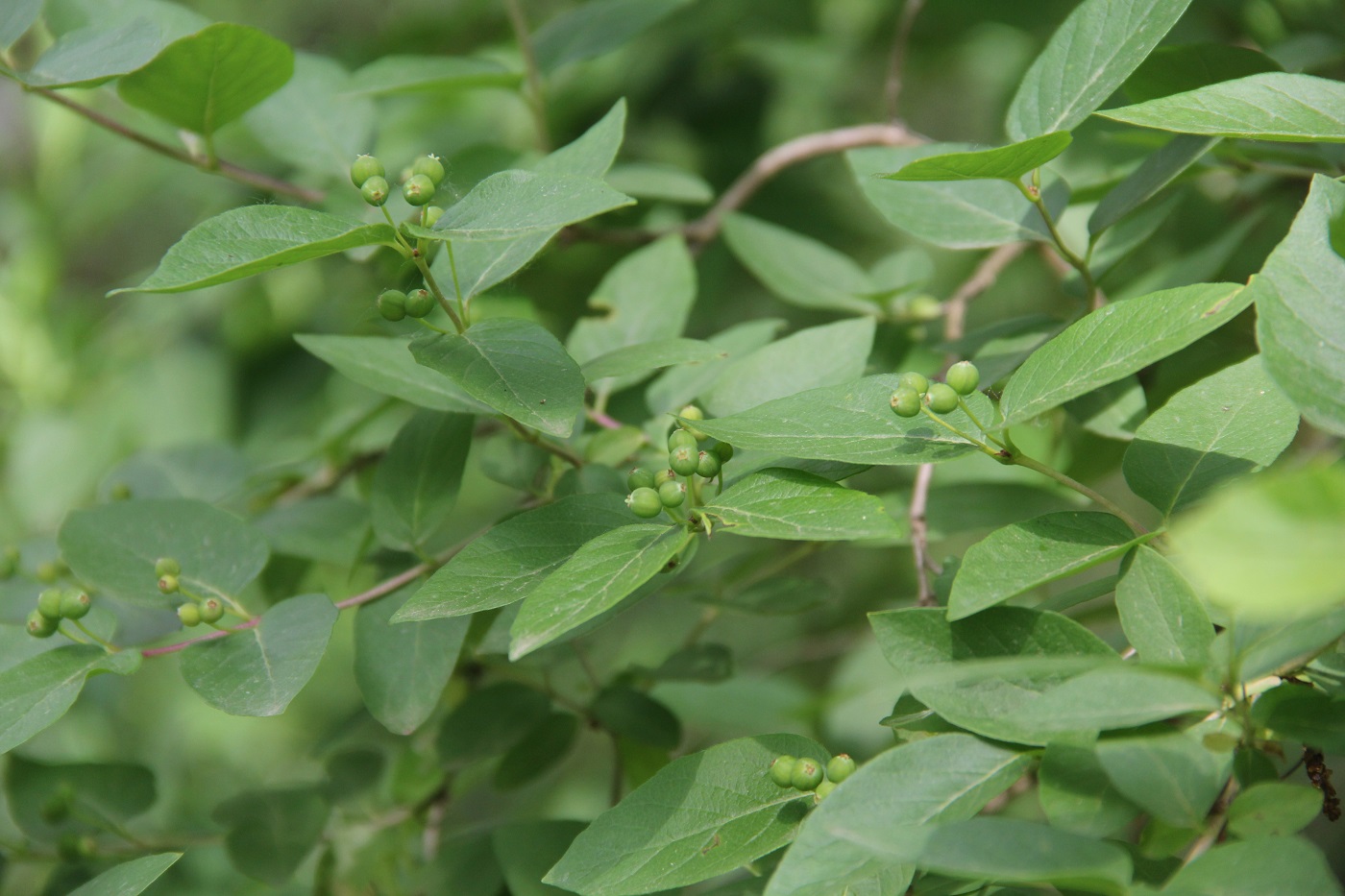 Image of Lonicera tatarica specimen.