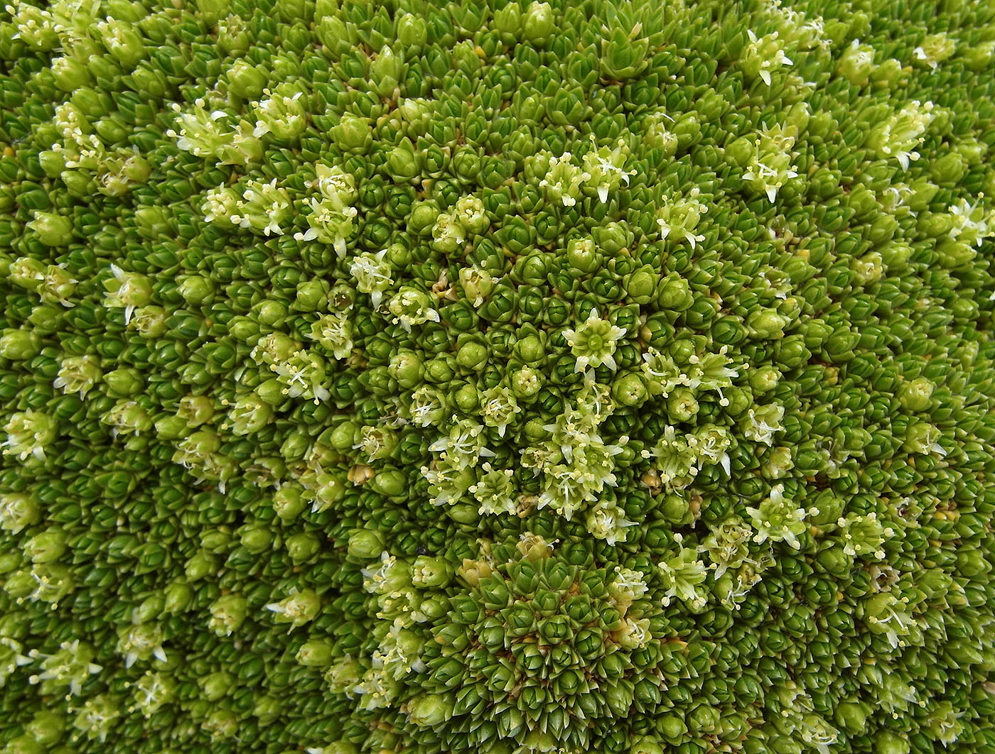 Image of Thylacospermum caespitosum specimen.