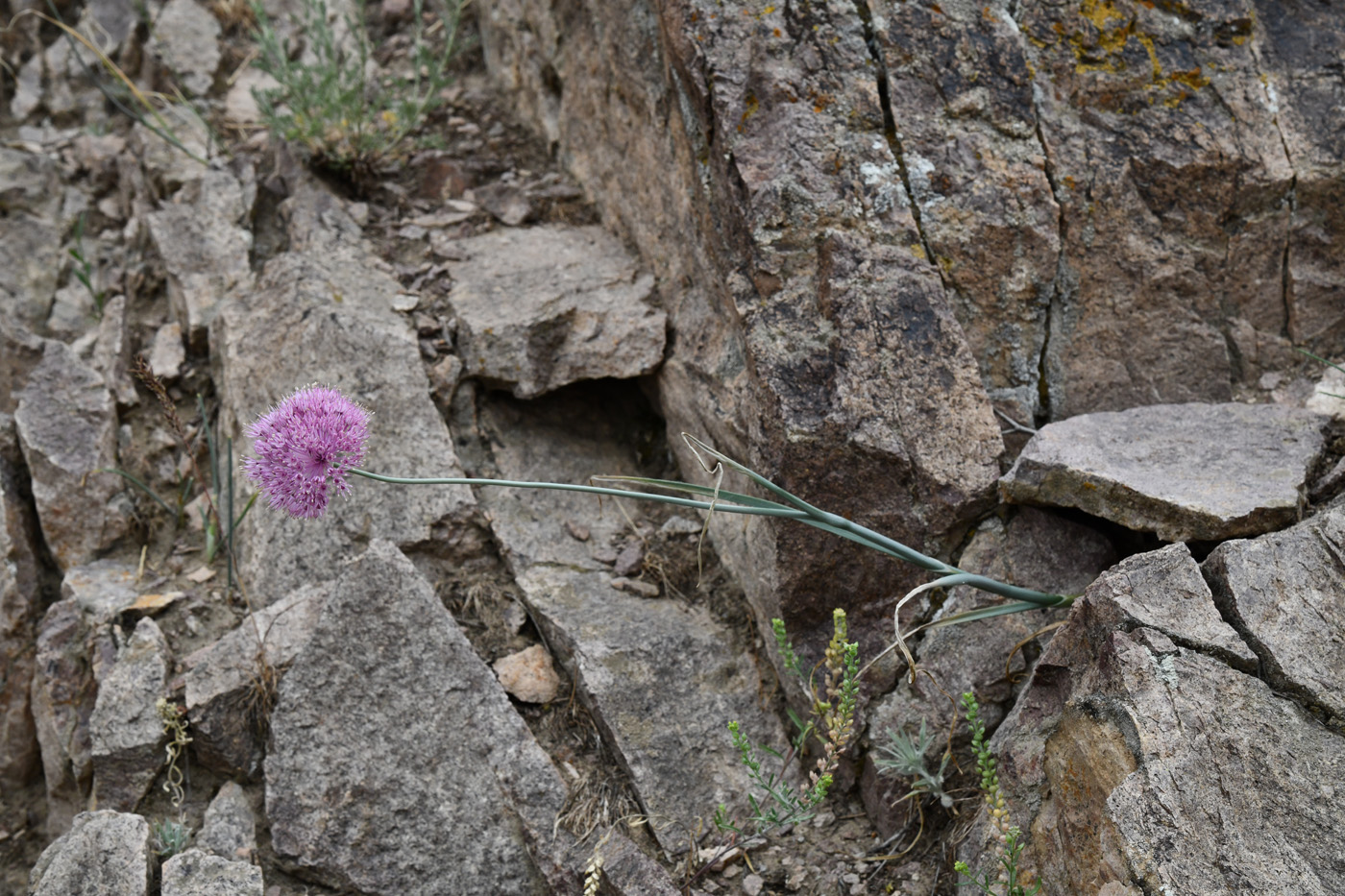 Image of Allium caricifolium specimen.