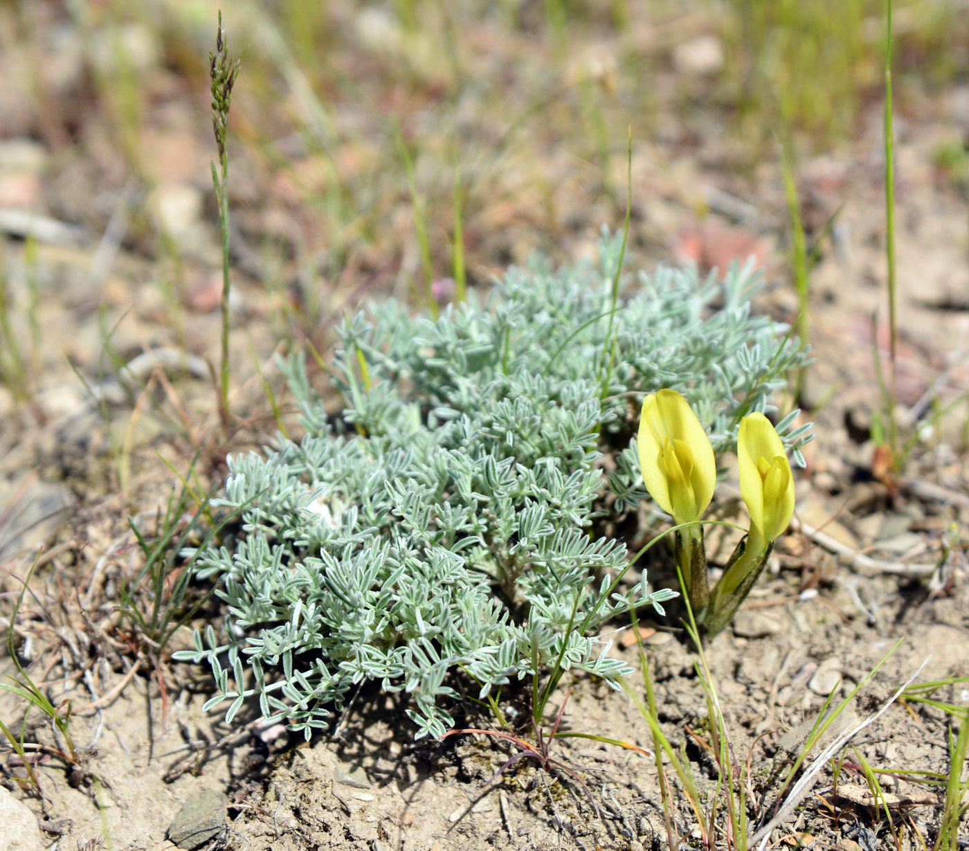 Image of Astragalus pseudodianthus specimen.