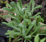 Achillea × lewisii