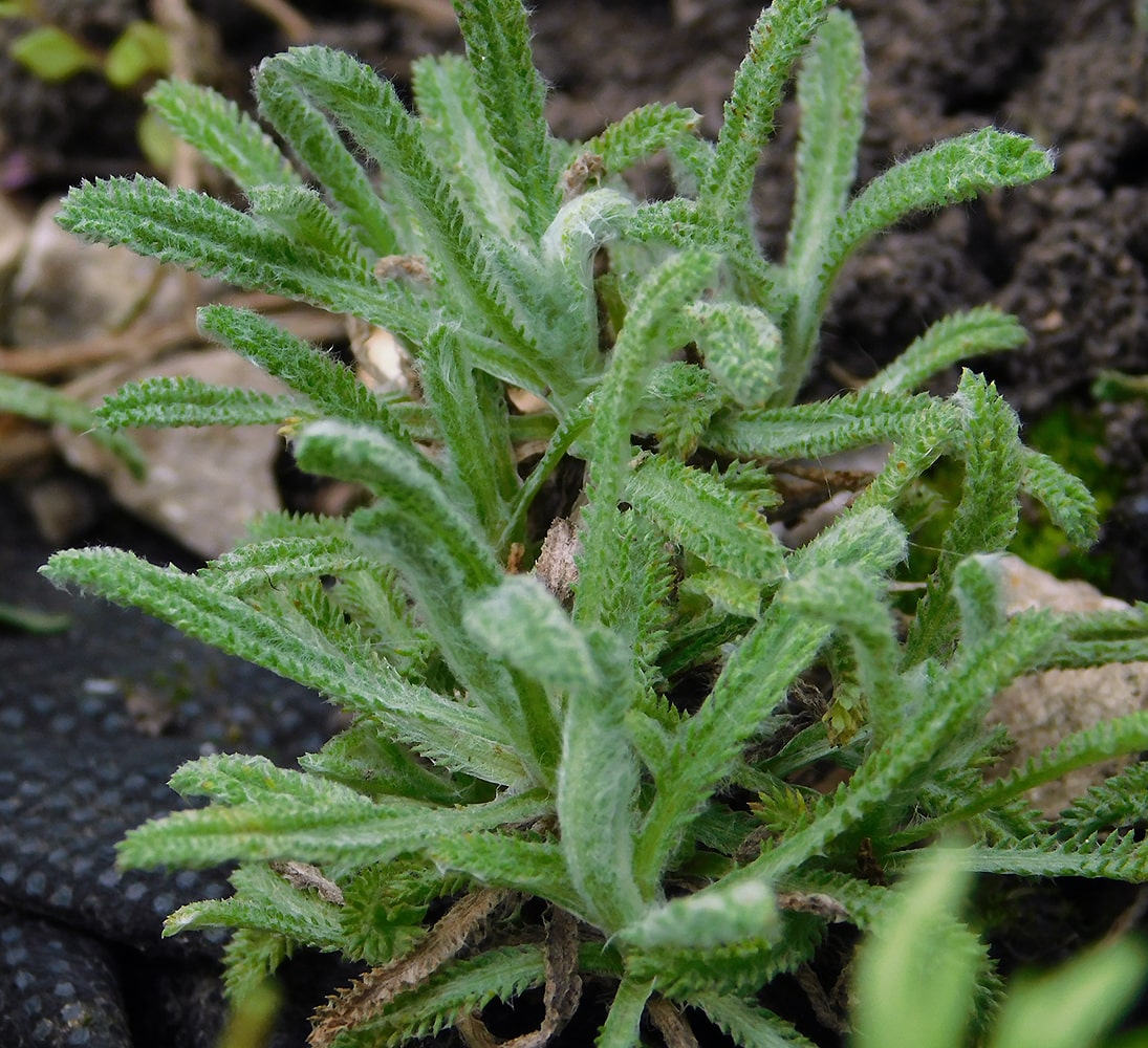 Image of Achillea &times; lewisii specimen.