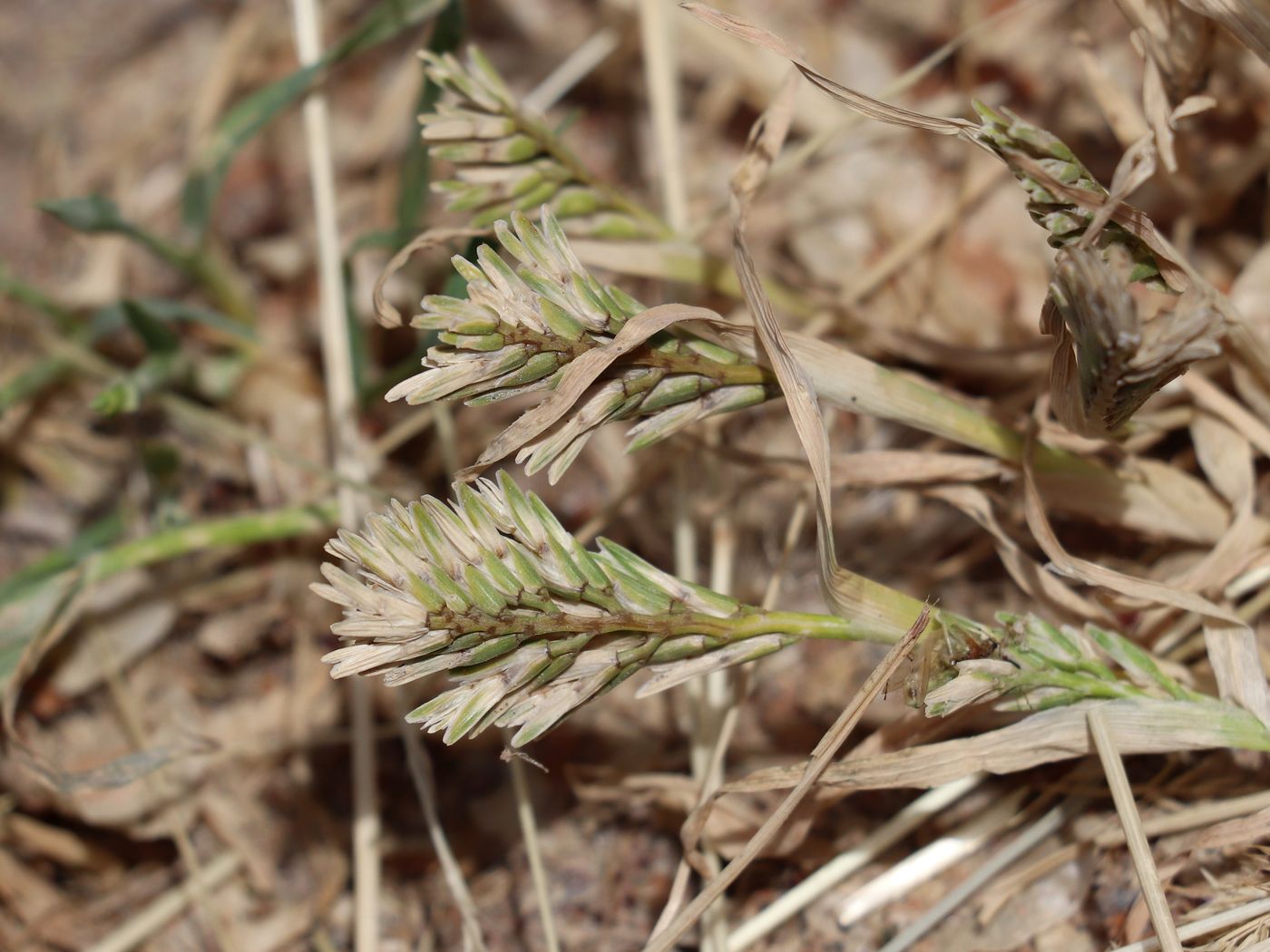 Изображение особи Sclerochloa dura.